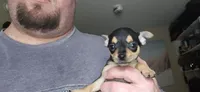 Barry, a male Chihuahua for sale in Lumberton, MS – 3 of 5