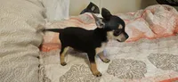Barry, a male Chihuahua for sale in Lumberton, MS – 1 of 5