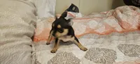 Barry, a male Chihuahua for sale in Lumberton, MS – 2 of 5