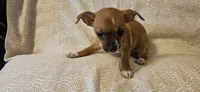 Sheba, a female Chihuahua for sale in Lumberton, MS – 2 of 6