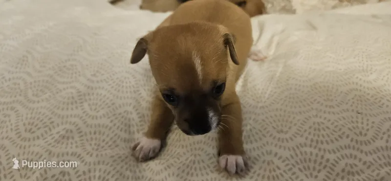 Sheba – Chihuahua puppy for sale in Lumberton, MS