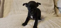 Domino, a female Chihuahua for sale in Lumberton, MS – 8 of 9