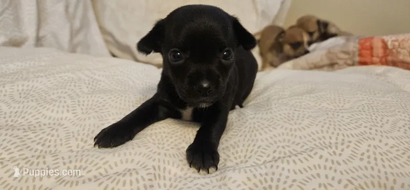 Domino – Chihuahua puppy for sale in Lumberton, MS