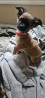 Binky, a female Chihuahua for sale in Lumberton, MS – 2 of 10