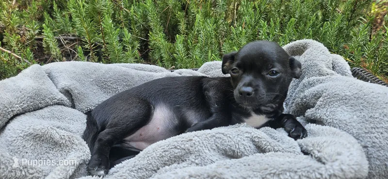 Domino – Chihuahua puppy for sale in Lumberton, MS