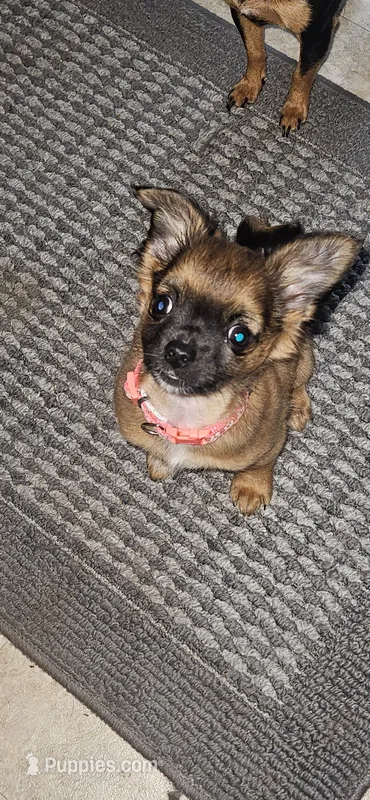 Binky – Chihuahua puppy for sale in Lumberton, MS