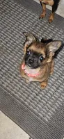 Binky, a female Chihuahua for sale in Lumberton, MS – 1 of 10