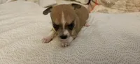 Finn, a female Chihuahua for sale in Lumberton, MS – 2 of 3