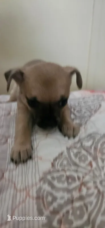 June – Chihuahua puppy for sale in Lumberton, MS