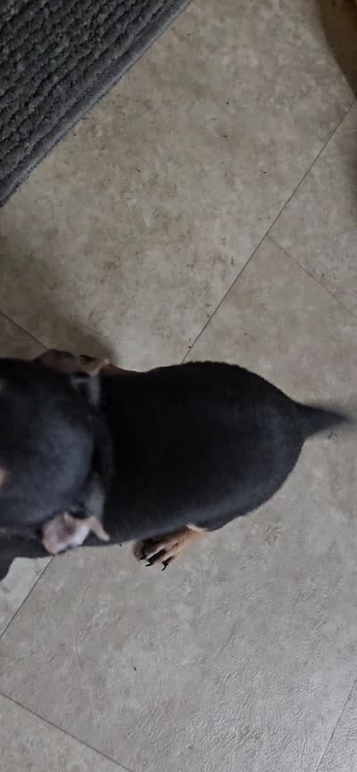 Barry, a male Chihuahua for sale in Lumberton, MS – 5 of 5