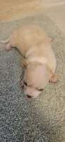 Diamond, a female Chihuahua for sale in Lumberton, MS – 2 of 3