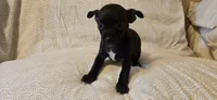 Domino, a female Chihuahua for sale in Lumberton, MS – 7 of 9