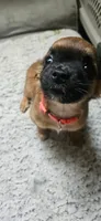 Binky, a female Chihuahua for sale in Lumberton, MS – 3 of 10