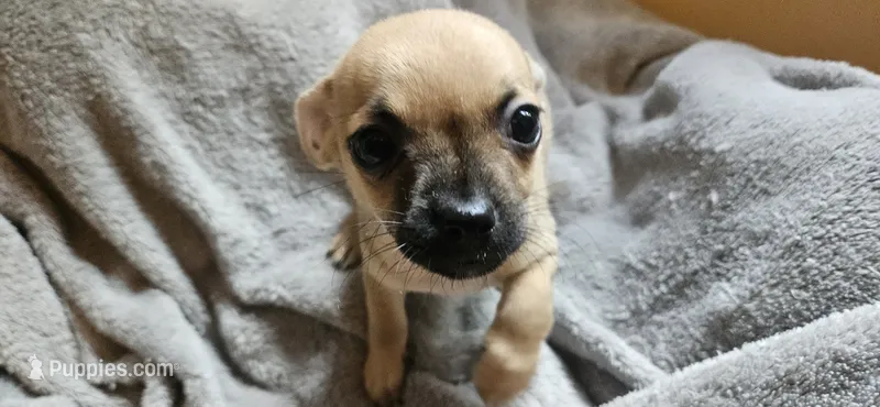 June – Chihuahua puppy for sale in Lumberton, MS