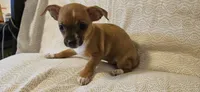 Sheba, a female Chihuahua for sale in Lumberton, MS – 4 of 6