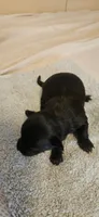 Domino, a female Chihuahua for sale in Lumberton, MS – 2 of 3