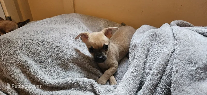 June – Chihuahua puppy for sale in Lumberton, MS