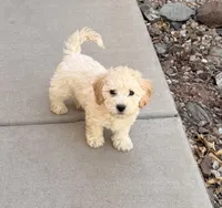 Diana, a female Poodle - Miniature  for sale in San Tan Valley, AZ – 6 of 10