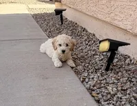 Diana, a female Poodle - Miniature  for sale in San Tan Valley, AZ – 3 of 10