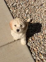 Diana, a female Poodle - Miniature  for sale in San Tan Valley, AZ – 8 of 10