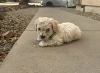 Snow , a male Poodle - Miniature  for sale in San Tan Valley, AZ – Photo 5 of 10