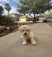 Snow , a male Poodle - Miniature  for sale in San Tan Valley, AZ – Photo 6 of 10