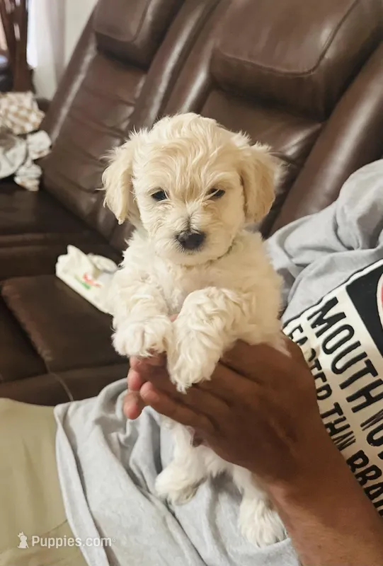 Snow  – Poodle - Miniature  puppy for sale in San Tan Valley, AZ