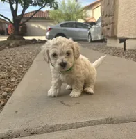 Snow , a male Poodle - Miniature  for sale in San Tan Valley, AZ – Photo 8 of 10