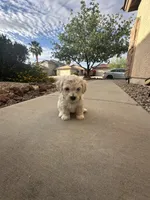 Snow , a male Poodle - Miniature  for sale in San Tan Valley, AZ – Photo 10 of 10