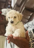 Snow , a male Poodle - Miniature  for sale in San Tan Valley, AZ – Photo 3 of 10