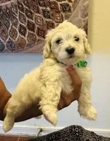 Snow , a male Poodle - Miniature  for sale in San Tan Valley, AZ – Photo 4 of 10