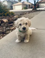 Snow , a male Poodle - Miniature  for sale in San Tan Valley, AZ – Photo 9 of 10