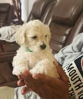 Snow , a male Poodle - Miniature  for sale in San Tan Valley, AZ – Photo 2 of 10