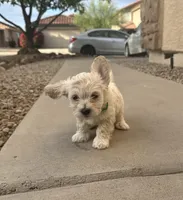 Snow , a male Poodle - Miniature  for sale in San Tan Valley, AZ – Photo 7 of 10