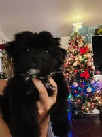 Oreo, a male Shih Tzu for sale in San Tan Valley, AZ – Photo 1 of 10