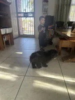 Oreo, a male Shih Tzu for sale in San Tan Valley, AZ – Photo 5 of 10