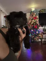 Oreo, a male Shih Tzu for sale in San Tan Valley, AZ – Photo 3 of 10