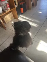 Oreo, a male Shih Tzu for sale in San Tan Valley, AZ – Photo 4 of 10