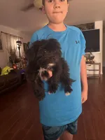 Oreo, a male Shih Tzu for sale in San Tan Valley, AZ – Photo 9 of 10