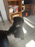 Oreo, a male Shih Tzu for sale in San Tan Valley, AZ – Photo 8 of 10