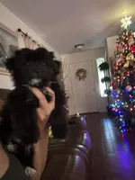 Oreo, a male Shih Tzu for sale in San Tan Valley, AZ – Photo 2 of 10