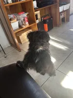 Oreo, a male Shih Tzu for sale in San Tan Valley, AZ – Photo 7 of 10