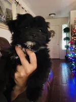 Oreo, a male Shih Tzu for sale in San Tan Valley, AZ – Photo 6 of 10