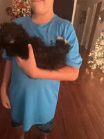 Oreo, a male Shih Tzu for sale in San Tan Valley, AZ – Photo 10 of 10