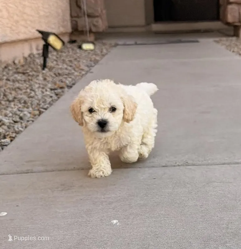 Tom – Poodle - Miniature  puppy for sale in San Tan Valley, AZ