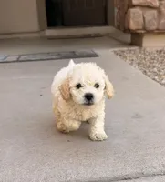 Tom, a male Poodle - Miniature  for sale in San Tan Valley, AZ – Photo 3 of 10