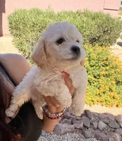Tom, a male Poodle - Miniature  for sale in San Tan Valley, AZ – Photo 9 of 10