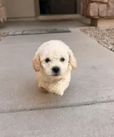 Tom, a male Poodle - Miniature  for sale in San Tan Valley, AZ – Photo 6 of 10