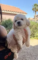 Tom, a male Poodle - Miniature  for sale in San Tan Valley, AZ – Photo 10 of 10