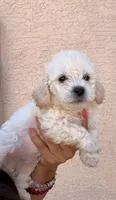 Tom, a male Poodle - Miniature  for sale in San Tan Valley, AZ – Photo 8 of 10